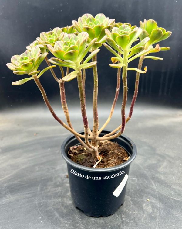 Aeonium burchardii
