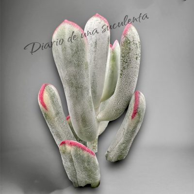 Cotyledon flanaganii variegata