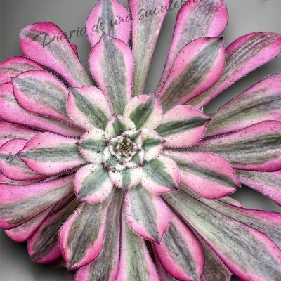 Aeonium garnet variegata