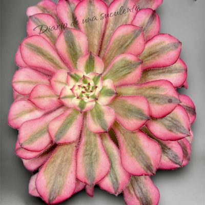 Aeonium zwartkin variegata