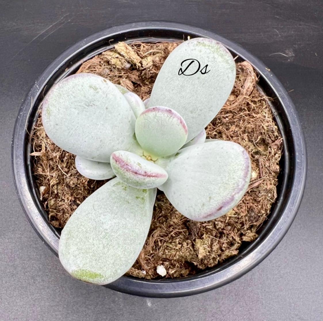 Cotyledon orbiculata higginsiae