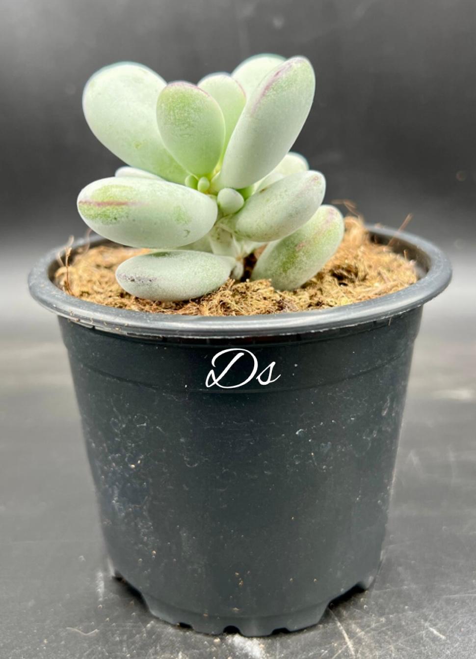 Cotyledon orbiculata higginsiae