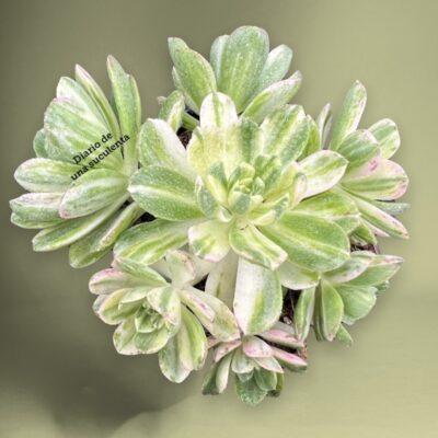 Aeonium castello-paivae variegado