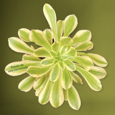 Aeonium arboreum variegata