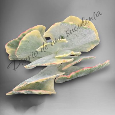 Cotyledon undulata variegata