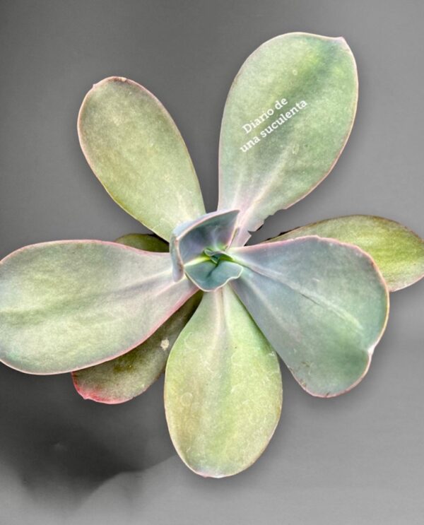 Echeveria gibbiflora metallica