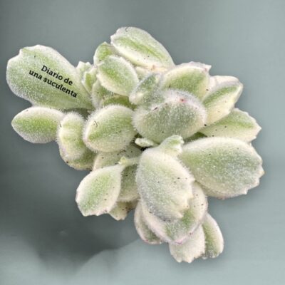 Cotyledon tomentosa variegata