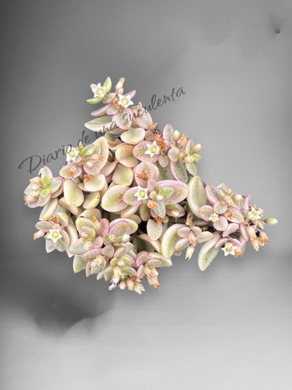 Crassula volkensii variegata
