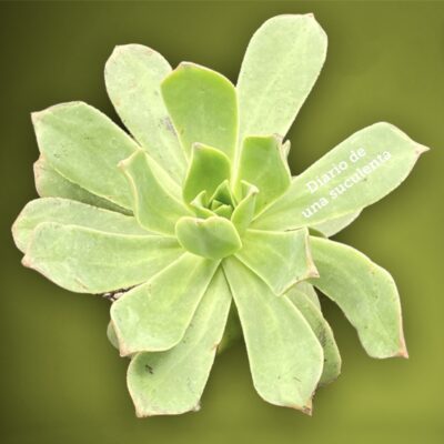 Aeonium lancerottense