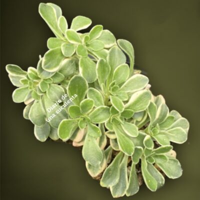Aeonium aichryson x azoicos variegata