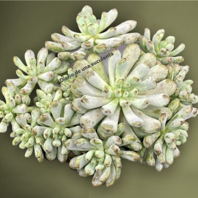 Graptopetalum pachyphyllum