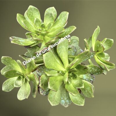 Aeonium cilifolium