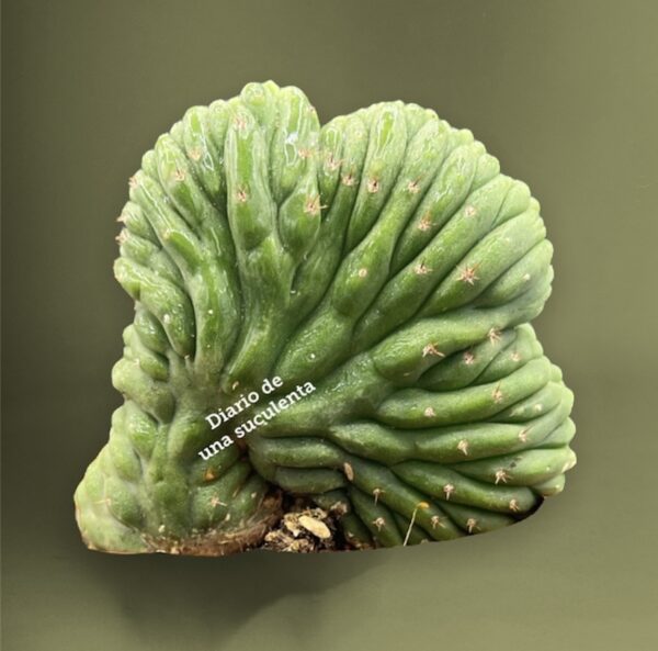 Myrtillocactus geometrizans cristata