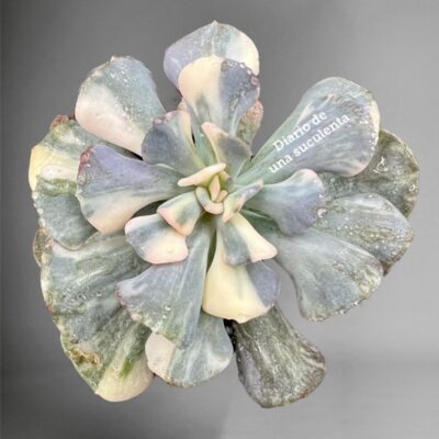 Echeveria Cubic Frost variegata