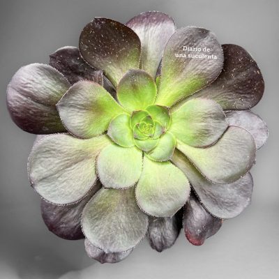 Aeonium cornish rose