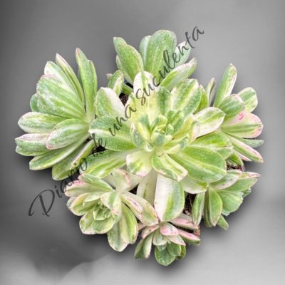 Aeonium castello-paivae variegata