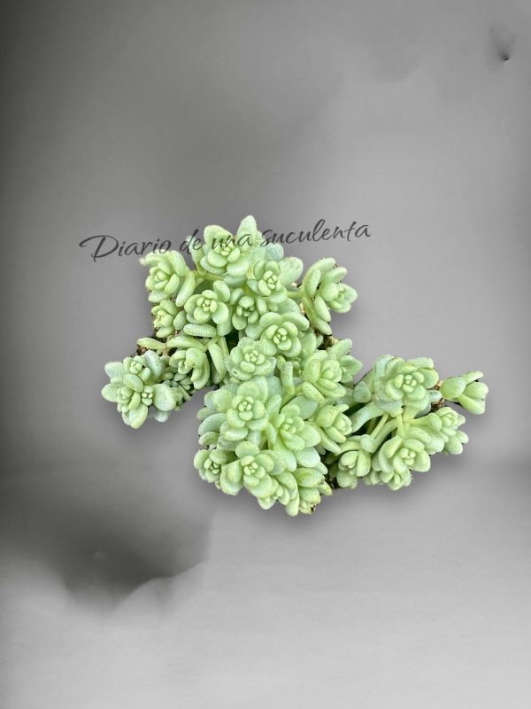 Sedum Dasyphyllum Major