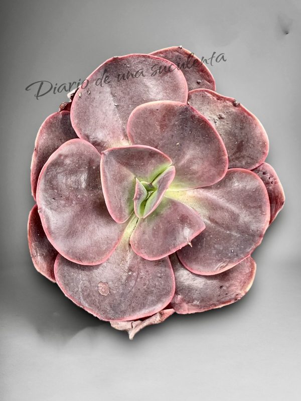 Echeveria hortensia 