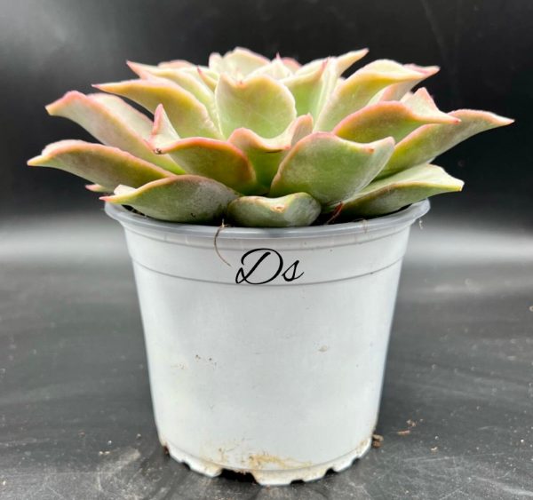 Echeveria Madiba