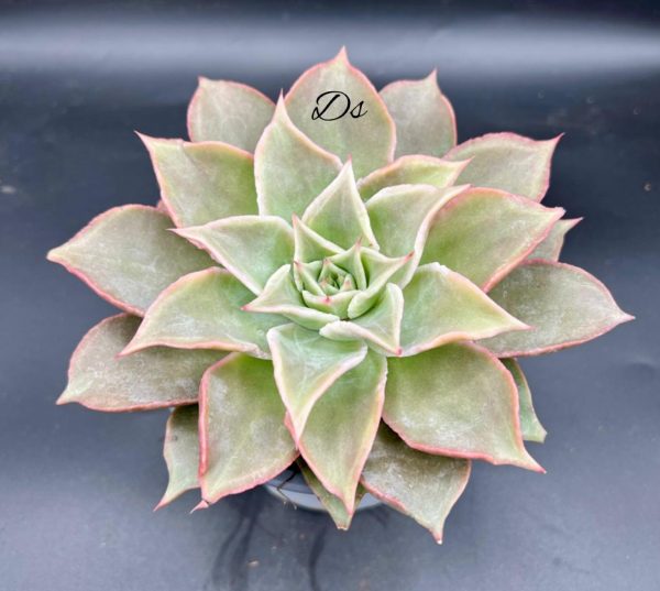Echeveria Madiba