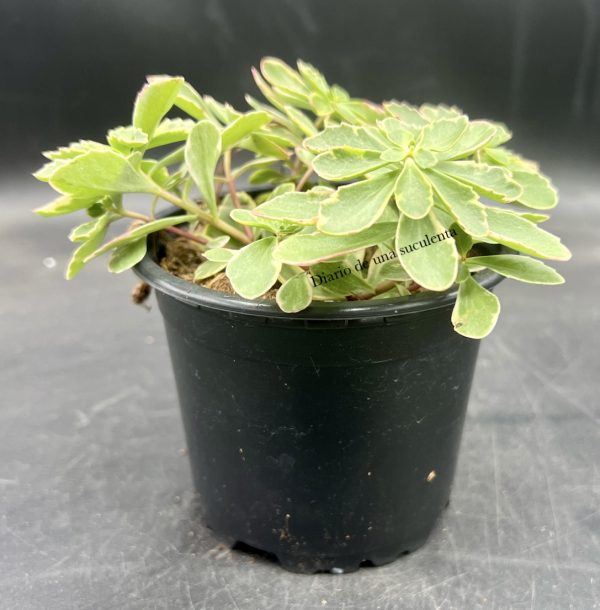 Sedum kamtschaticum variegata