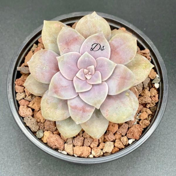 Graptopetalum superbum