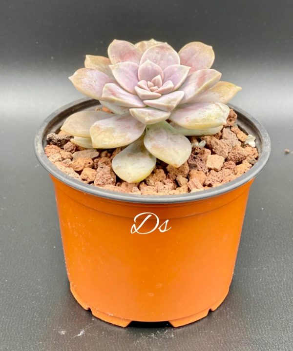 Graptopetalum superbum