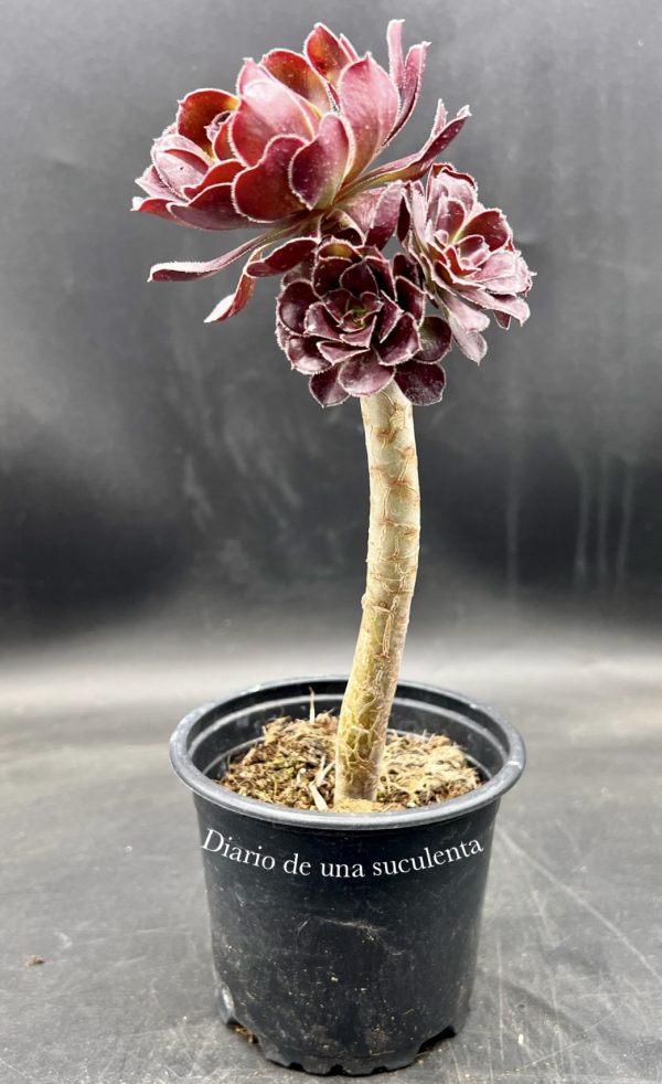 Aeonium arboreum atropurpureum