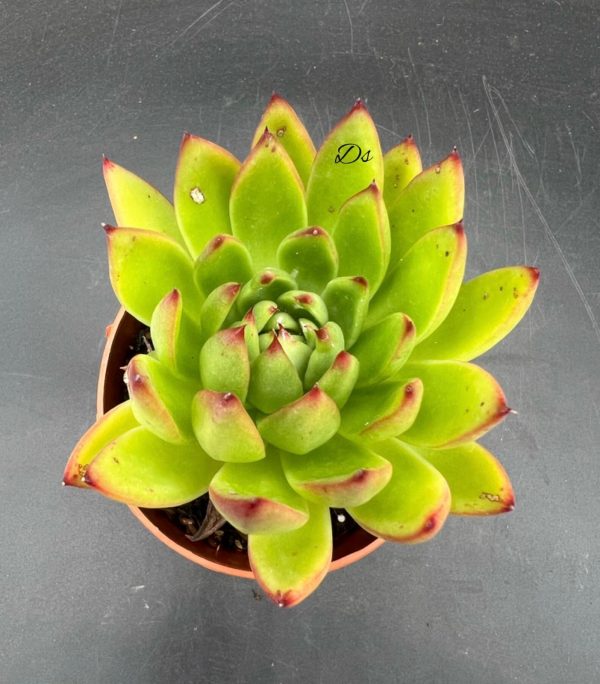 Echeveria spotlight