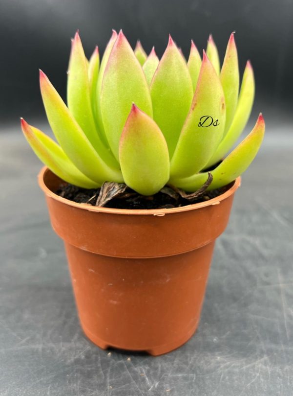 Echeveria spotlight