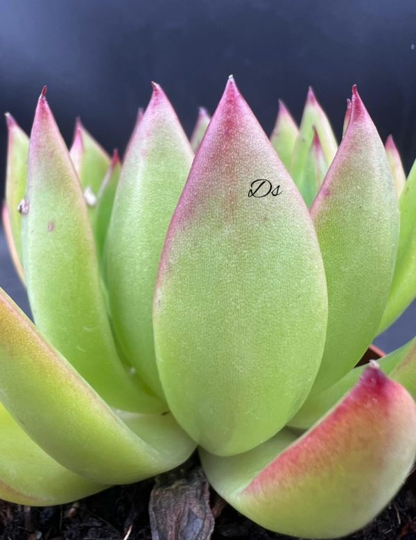 Echeveria spotlight