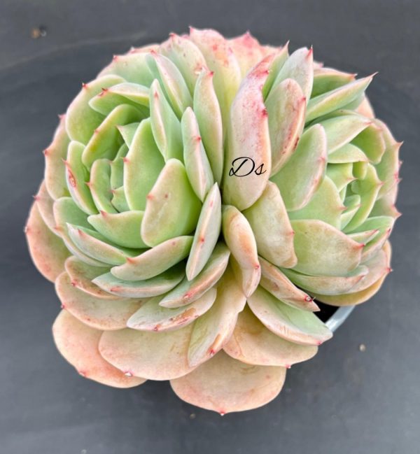 Echeveria patricia