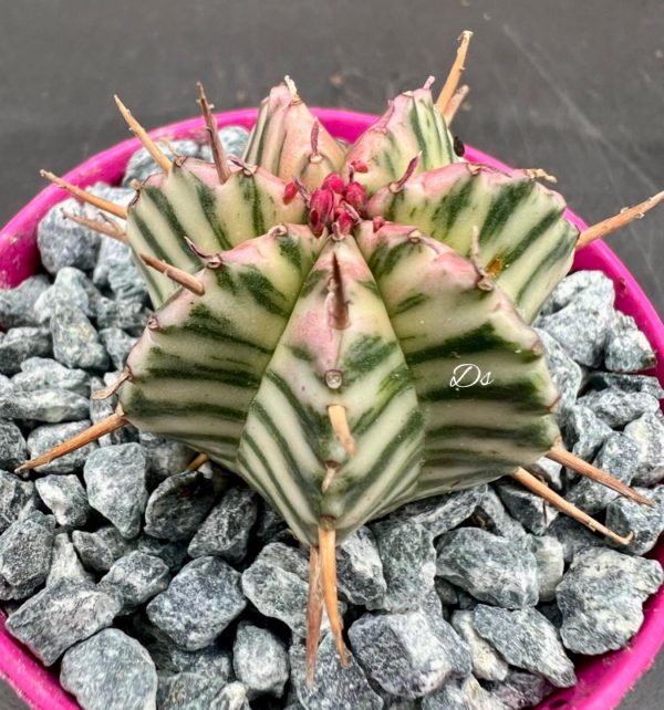 Euphorbia Meloformis Variegata