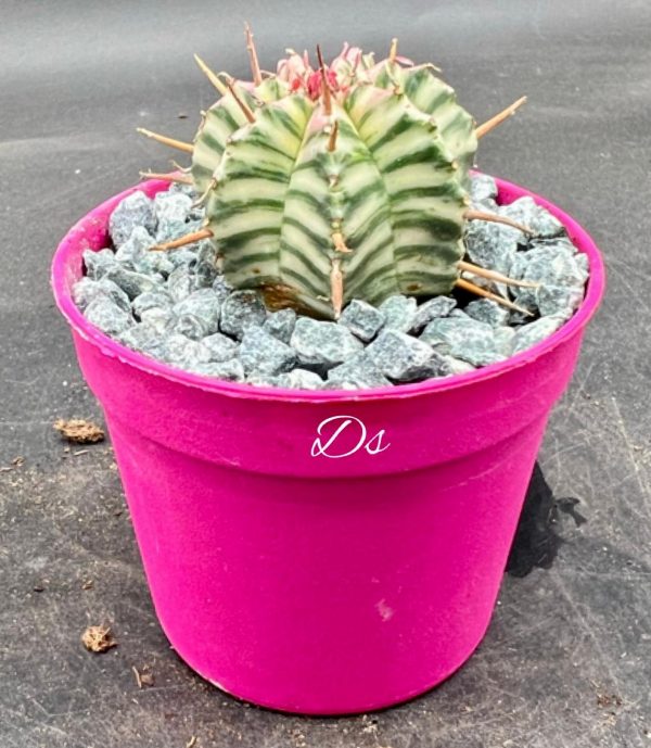 Euphorbia Meloformis Variegata