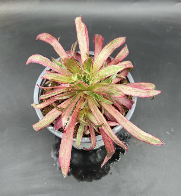 Aeonium Firecracker variegata