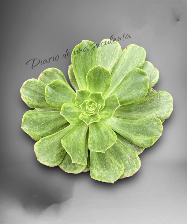 Aeonium orion variegata