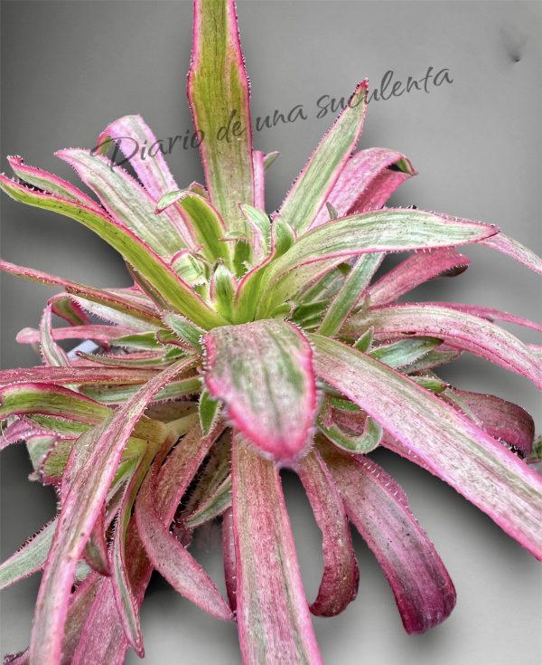 Aeonium Firecracker variegata