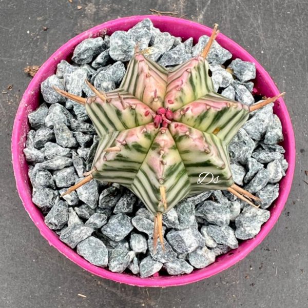Euphorbia Meloformis Variegata