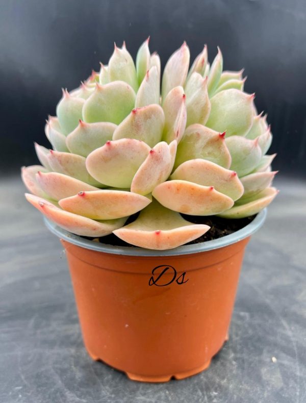 Echeveria patricia