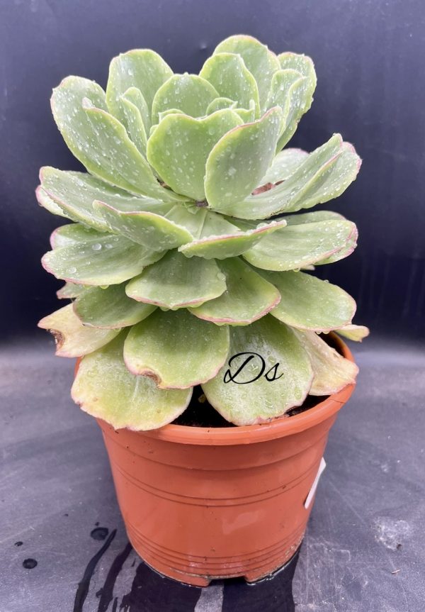 Aeonium orion variegata