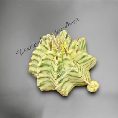 Euphorbia Meloformis Variegata