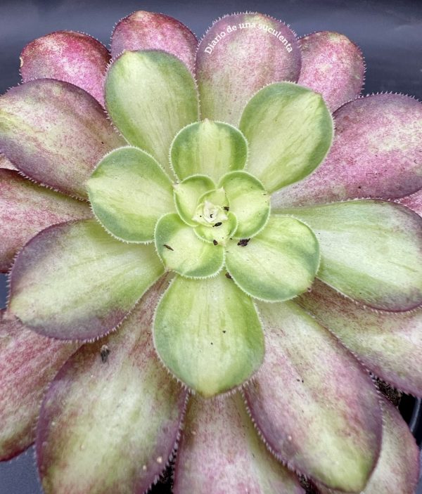 Aeonium pink wich yellow midle