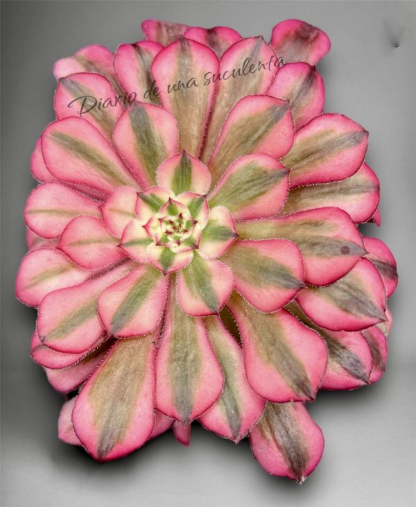 Aeonium zwartkin variegata