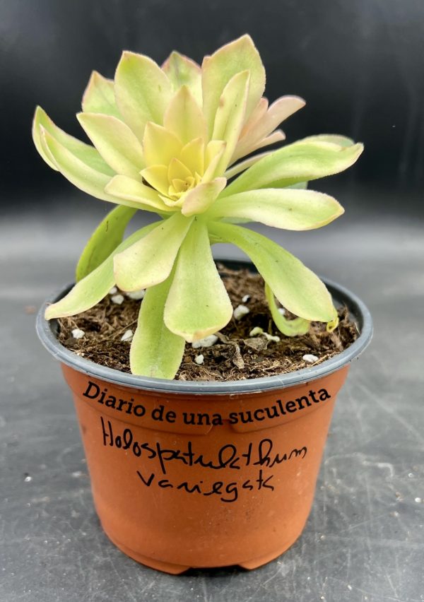 Aeonium holospatulathum variegata