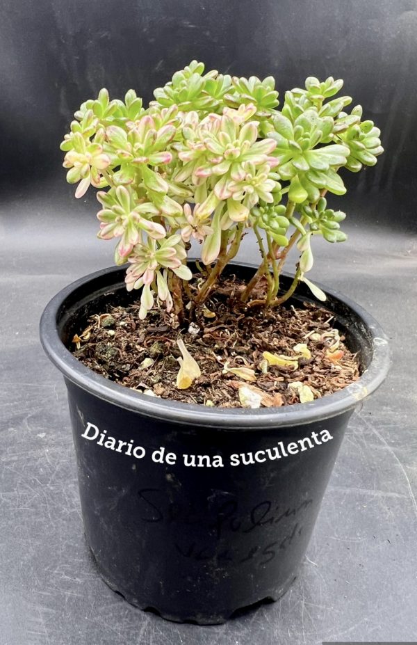 Aeonium sedifolium variegata 