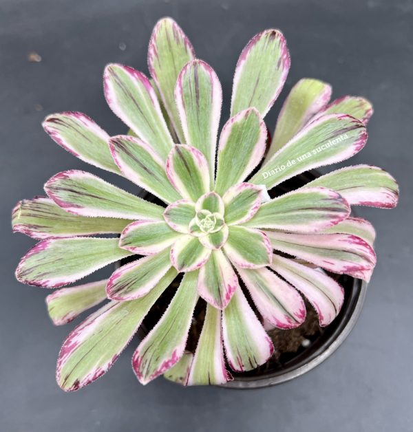 Aeonium rubrolineatum variegata