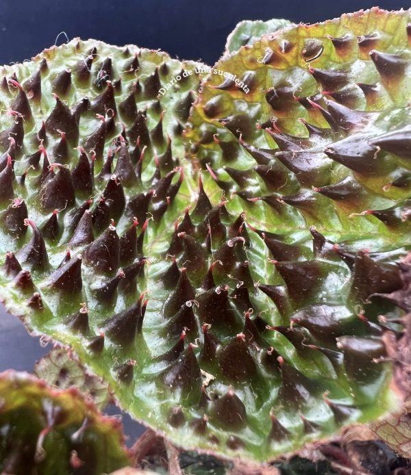 Begonia ferox