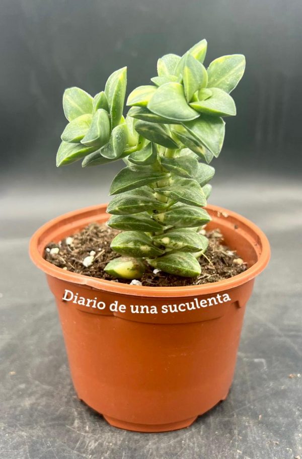 Crassula springtime variegata