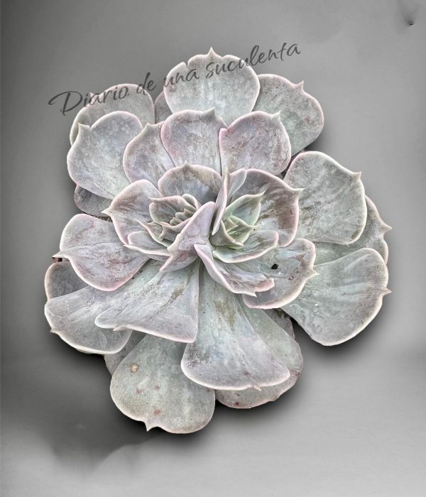 Echeveria lilacina marble