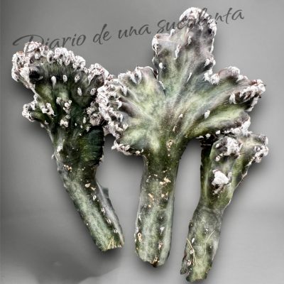 Cereus spegazzinii cristata